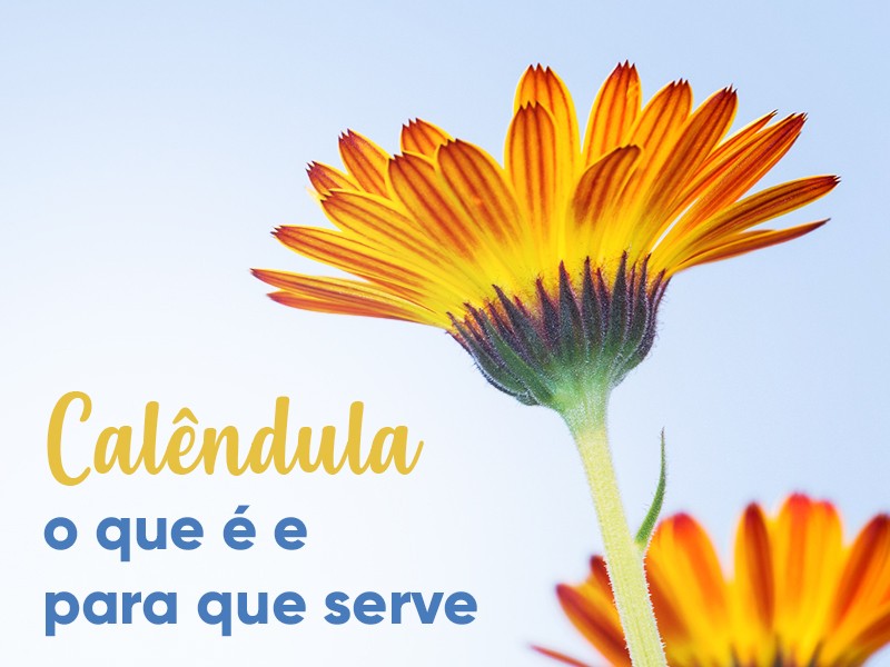 Calndula: o que  e para que serve